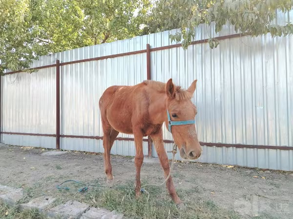 母马, Horses