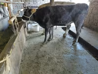 Krowa, Russian Black pied cattle — zdjęcie 4