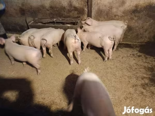 Хряк, Пятнистая