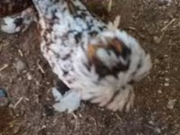 Chickens — फ़ोटो 2
