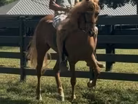 Hing, Rocky Mountain Horse — 7. fotó