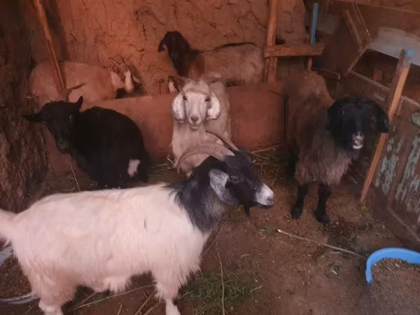 Goat, Goats