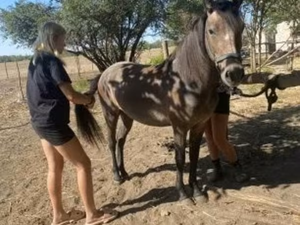 فرس, Hucul pony