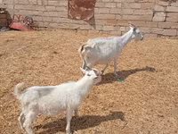 Cabra, Toggenburg goat — foto 3