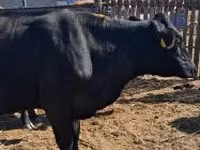 Cow, Cattle — photo 3
