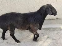 Kos, Juhok — 8. fotó