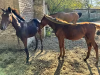Cavalo, Kisber felver — foto 4