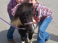 Stute, Miniature horse — Foto 6