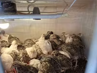 Quails — 2. fotó