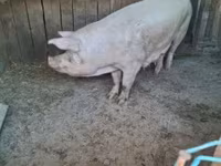 Süldőanya, Крупная белая — 2. fotó