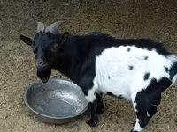 公山羊, Nigerian dwarf goats — 照片 1