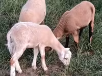 Ram, Cameroon sheep — photo 1