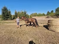 母马, Horses — 照片 2