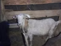 Cabro, Cabras — foto 1