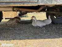 Ducks — الصورة 2