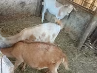 Kecskék (tétel, nem megadva), Kecskék — 1. fotó