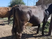 Vaca, Russian Black pied cattle — foto 2