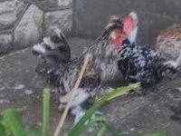 Chickens — फ़ोटो 4