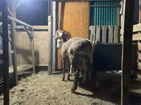 मेढ़ा, Rhon sheep — फ़ोटो 2