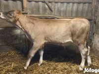 ثور, Swiss cattle — الصورة 5