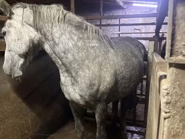 Mare, Horses