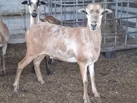 母羊, Cameroon sheep — 照片 4
