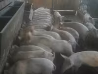 母猪, Крупная белая — 照片 2