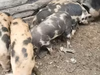 母猪, Pigs — 照片 2