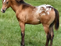 Kanca, Appaloosa — 4. fotó
