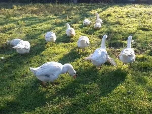 Geese — Ungarn