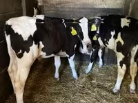 公牛, Holstein breed — 照片 1