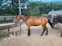 घोड़ी, Nonius horse — फ़ोटो 3