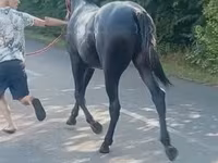Hing, Lipizzaner — 3. fotó