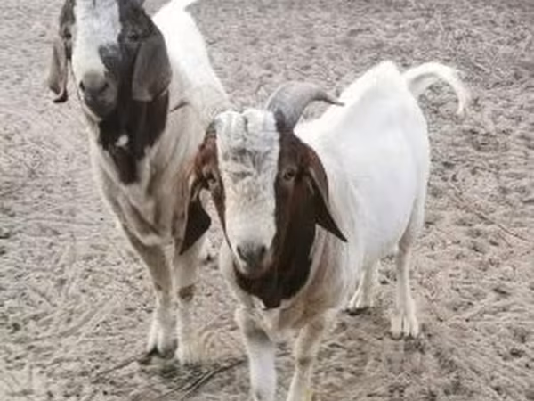 Kozel, Boer goat — Maďarsko