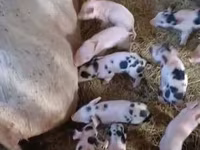 Pigs (batch, sex not specified), Pigs — photo 2