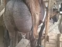 公山羊, Alpine goat — 照片 1