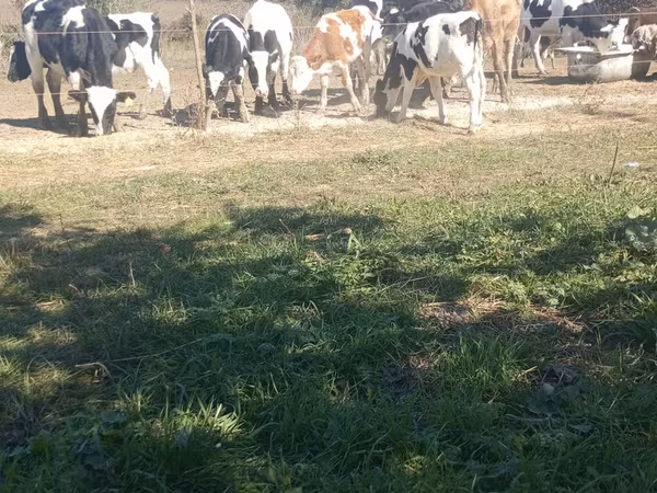 Toro, Russian Black pied cattle