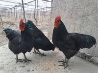 جيرسي جاينت — الصورة 1