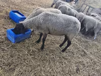 母羊, Sheep — 照片 3