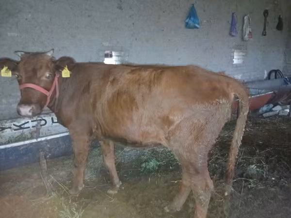 母牛, Cattle