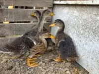 Ducks — Foto 1