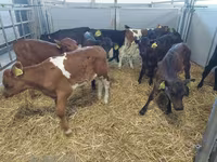 بقرة, Simmental cattle — الصورة 1