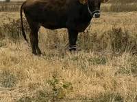 Krowa, Swiss cattle — zdjęcie 4