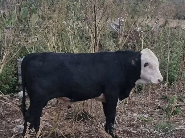 Vaca, Hereford