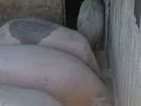 Boar, Pigs — photo 3