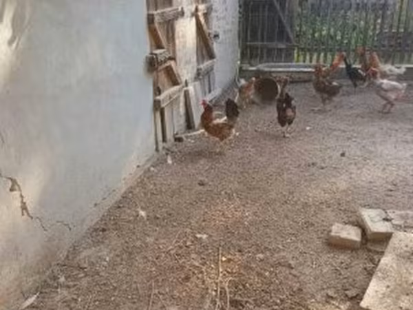 Chickens — Magyarország