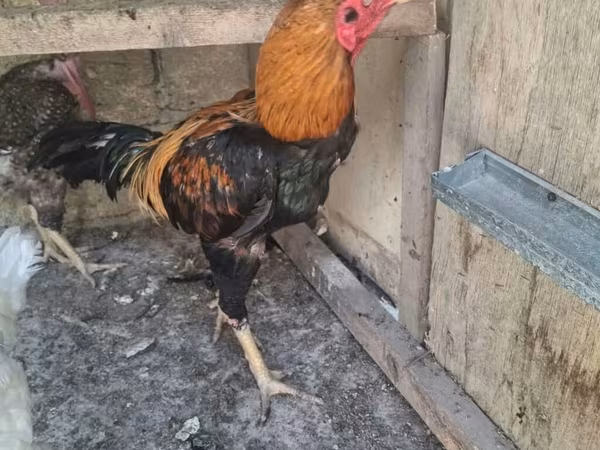 دومينانت