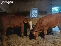 Bull, Simmental cattle — photo 2