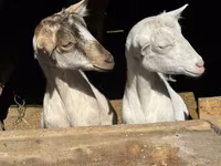 Nőstény kecske, Saanen goat — 4. fotó
