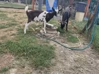 山羊（批次，未指定性别）, Goats — 照片 2